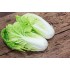 ⼤⽩菜 Chinese Cabbage（Netherlands) 1kg （称重 多退少补）